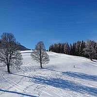 Apfel im Schnee